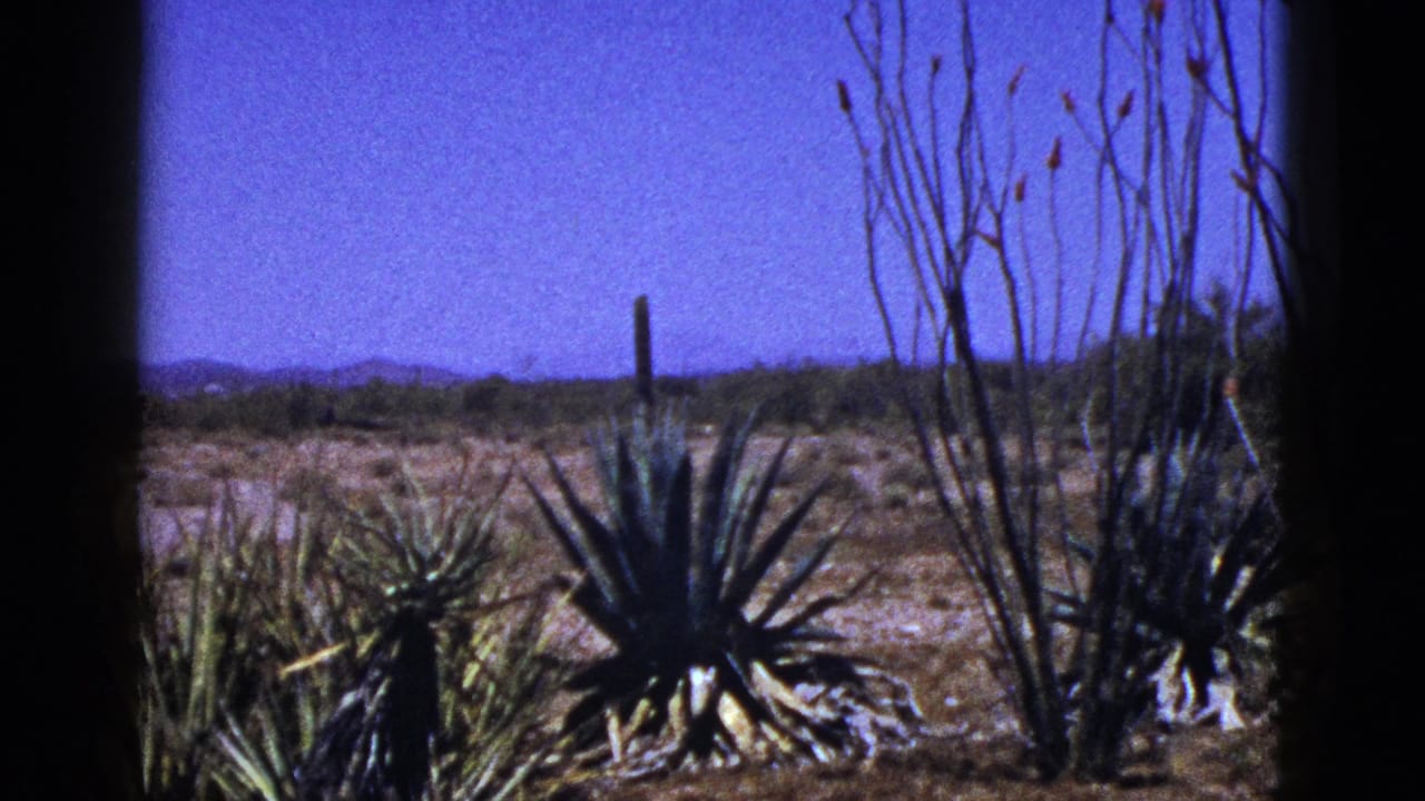 1953 New Mexico 8mm frame showing spiky desert plants, bare shrubs and distant low hills under a vivid blue sky.