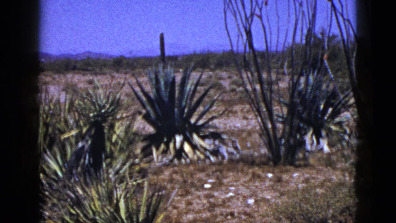 1953 New Mexico home-movie frame with agave-like plants, ocotillo-like stems and a tall cactus form in the distance.