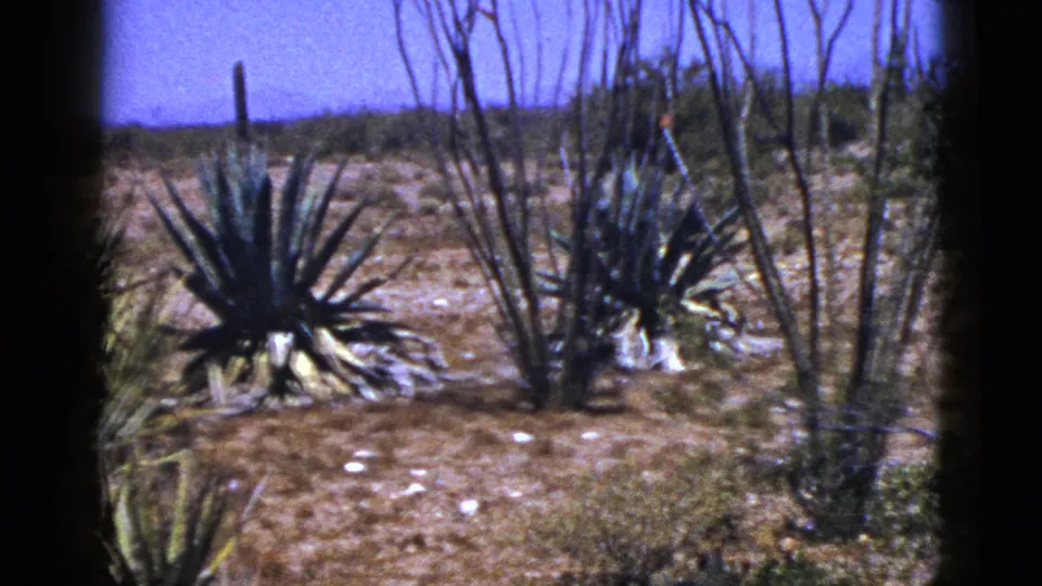 1953 New Mexico 8mm frame showing spiky foreground plants, bare stems and sunlit desert ground with low hills beyond.