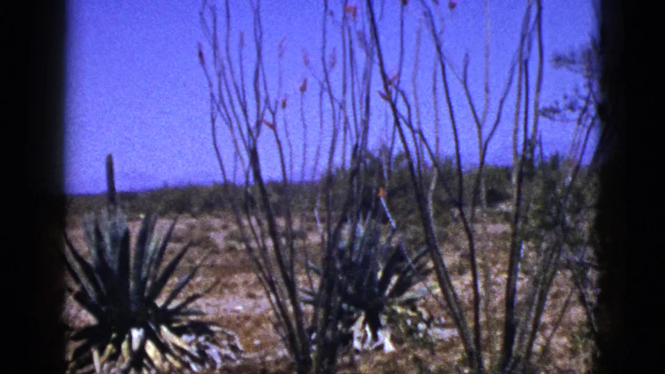 1953 New Mexico 8mm frame of spiky desert plants and tall bare stems against a clear blue sky and low horizon.