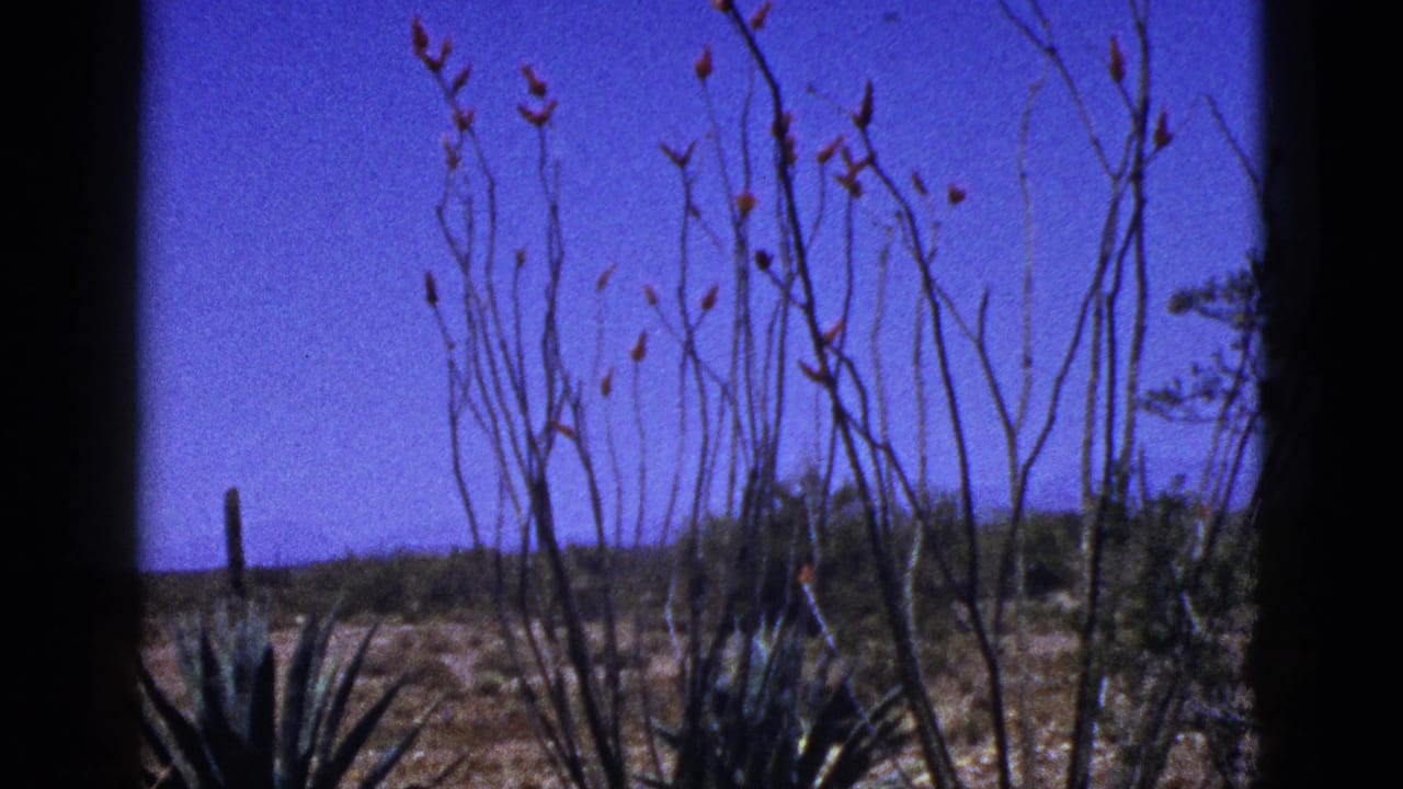 New Mexico desert plants, including ocotillo and agave-like foliage, seen from a 1953 8mm home-movie travel shot.