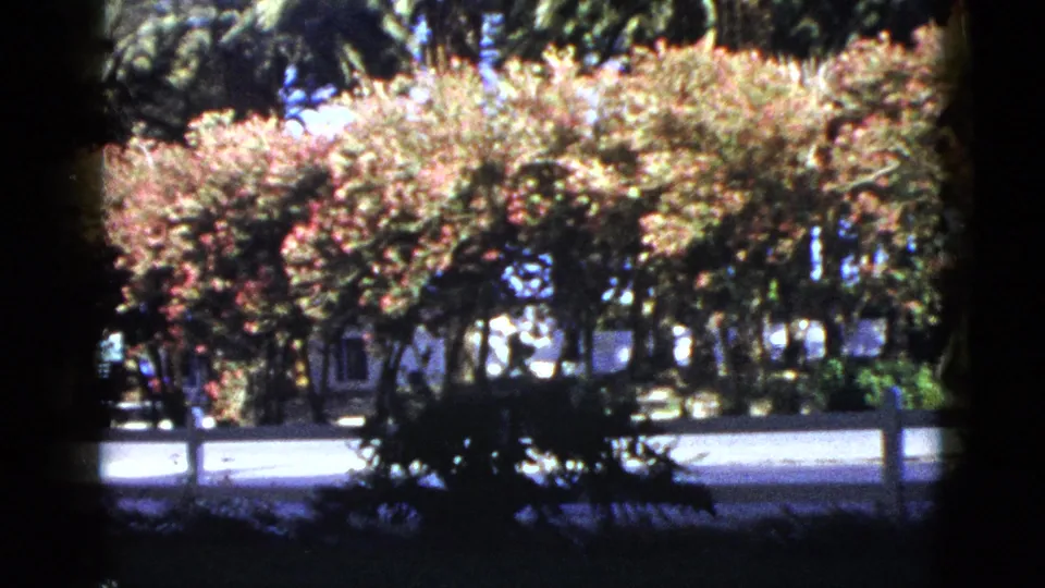 Palm Desert roadside scene with flowering trees, dark foreground shade, a paved street, and low buildings in the background.