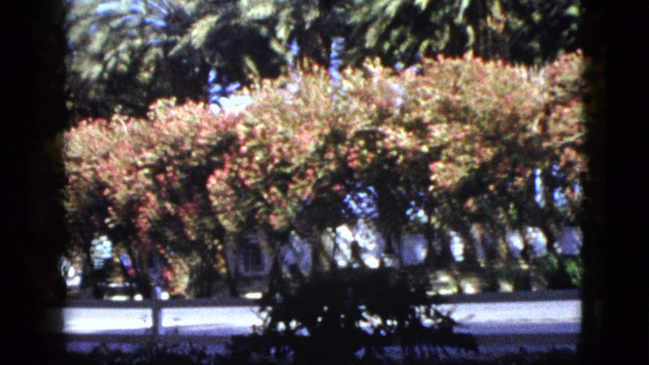 1953 Palm Desert home-movie frame showing palms, pink roadside shrubs, pavement, and low homes partly obscured by vegetation.