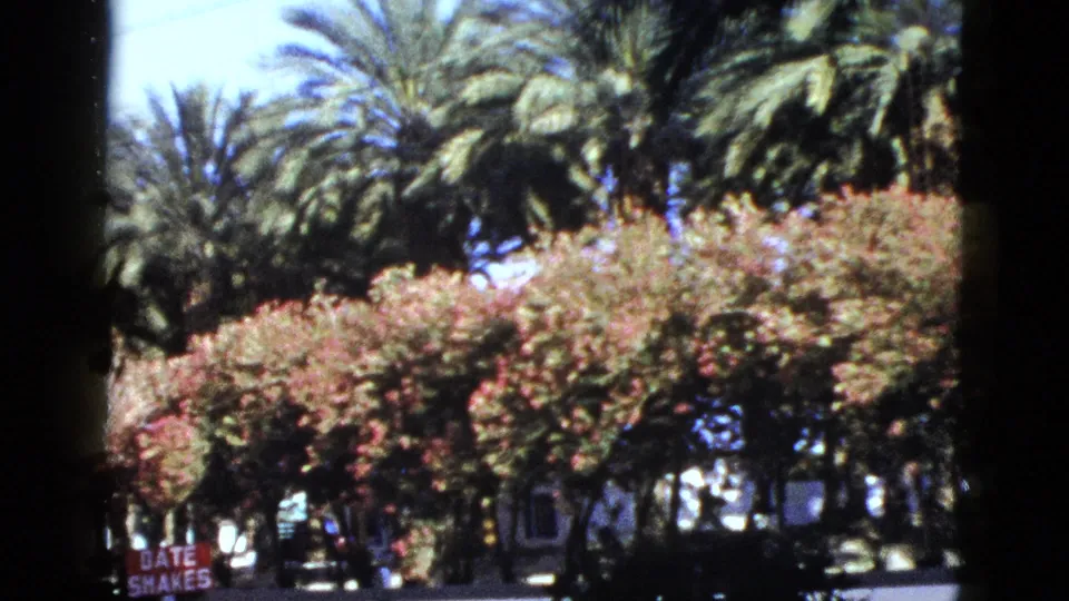 1953 Palm Desert frame with palm trees, bright flowering shrubs, a paved street, partially visible homes, and a small roadside sign.