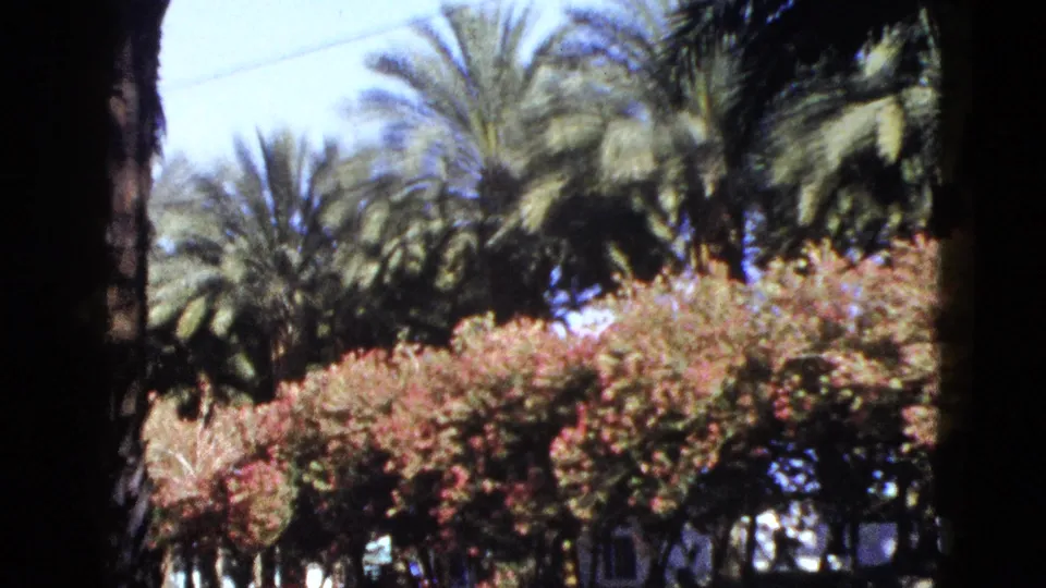 Palm Desert home-movie view of tall palm fronds and flowering shrubs, with house details partly visible behind the planting.