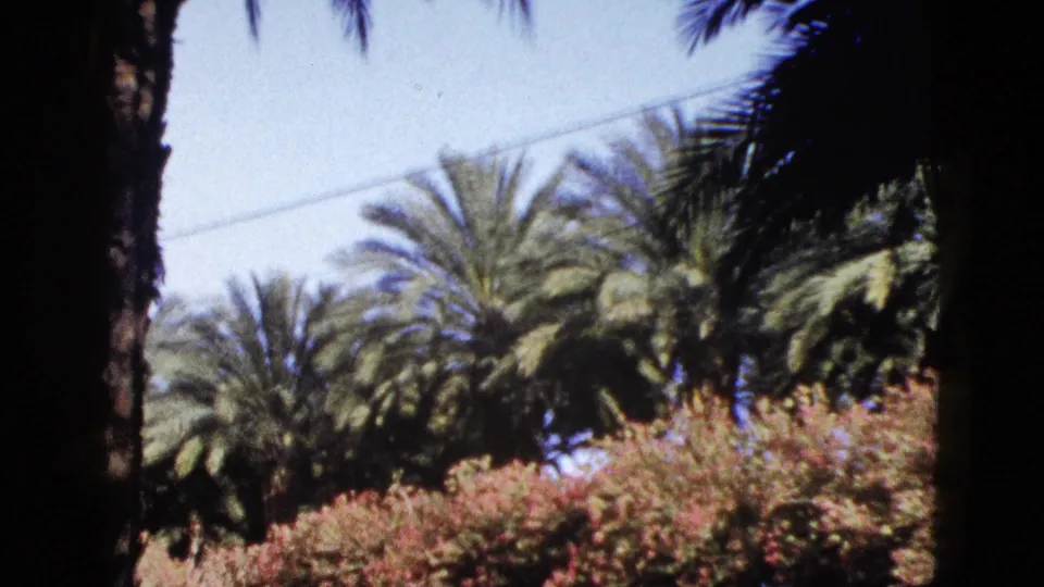 1953 Palm Desert frame showing palms above bright roadside shrubs, with overhead utility lines crossing the sky.