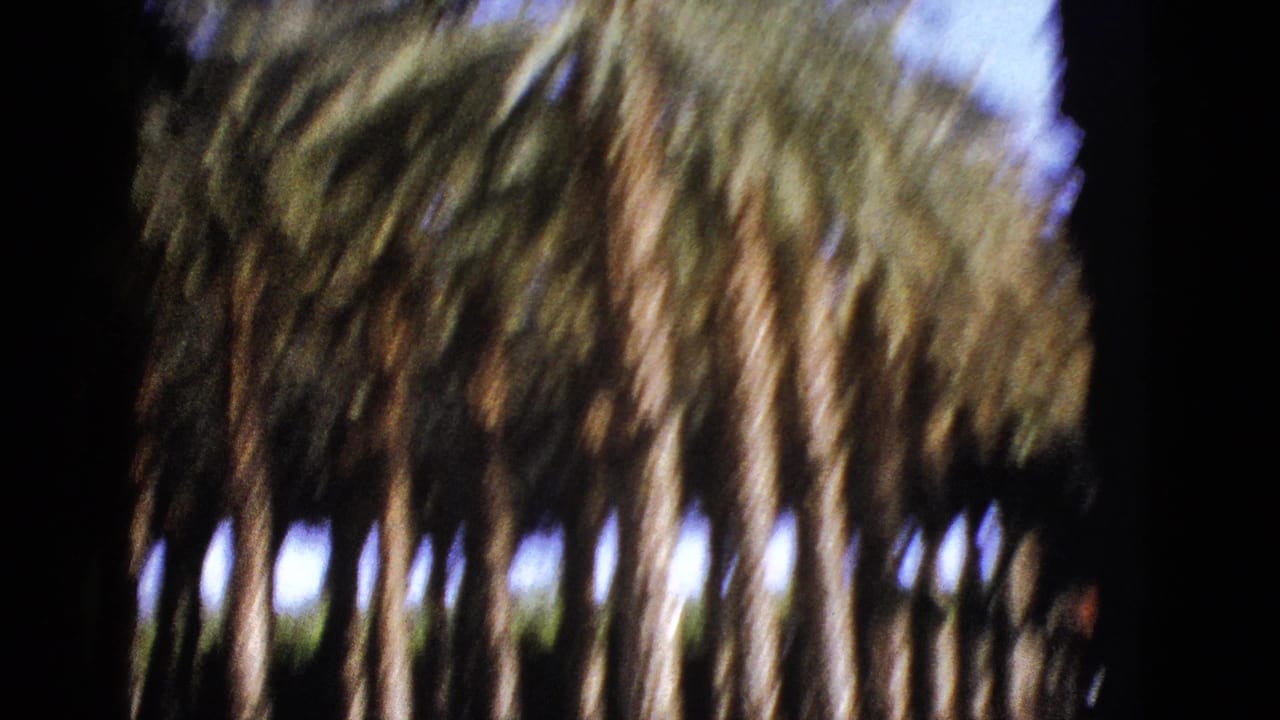 1953 Palm Desert home-movie frame showing a blurred row of tall palms against bright sky and dark film borders.