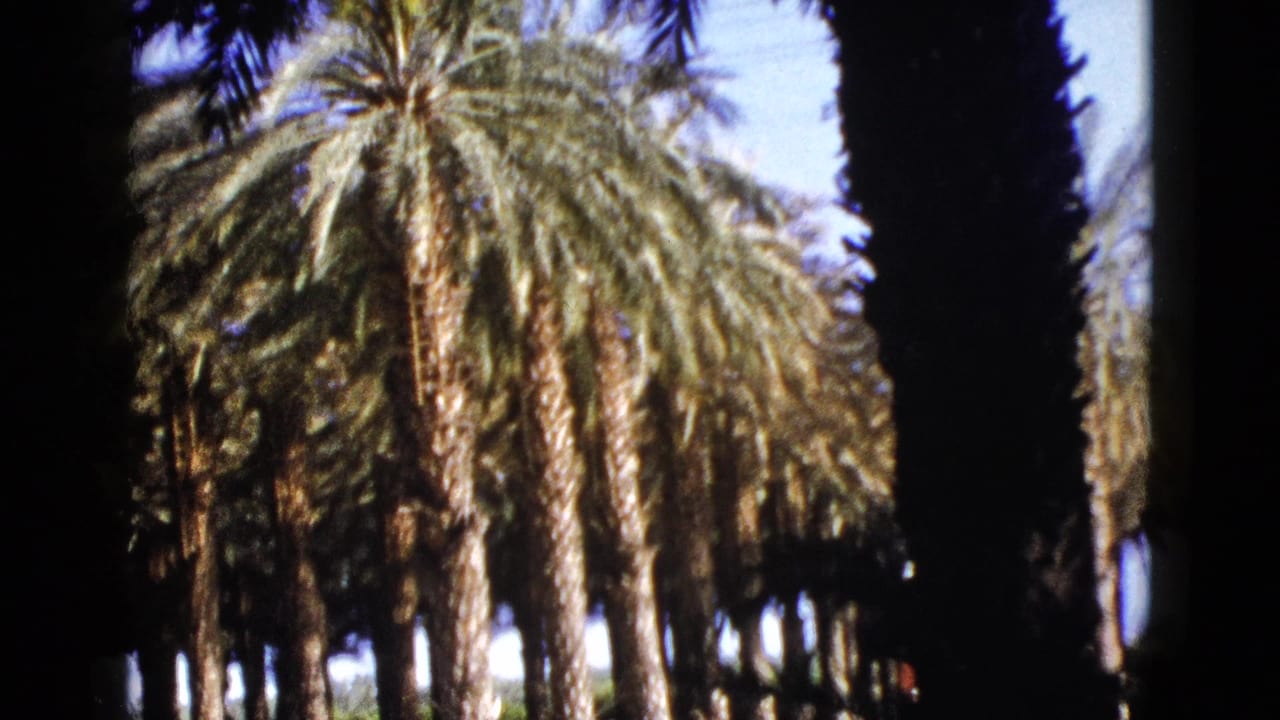 Tall palm tree centered among a grove with blue sky behind it.