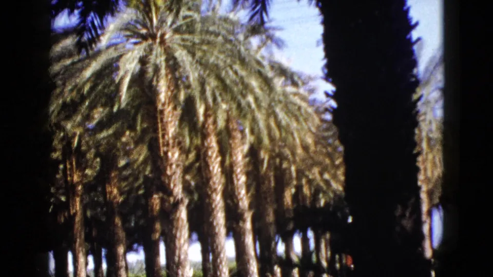 1953 Palm Desert frame with a tall date palm centered in a dense grove under a bright blue sky.