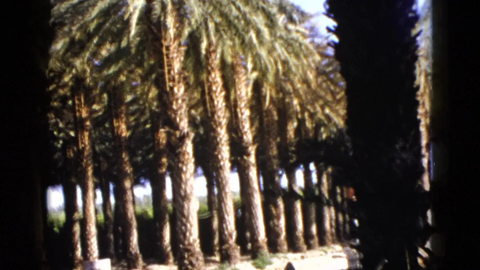 1953 Palm Desert frame showing rows of palm trunks, heavy fronds, and sunlit ground in a cultivated grove.