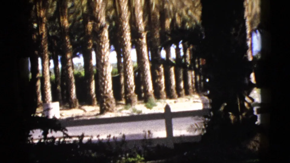 1953 Palm Desert frame showing palm trunks behind a paved roadside and low white fence, with dark foreground foliage.