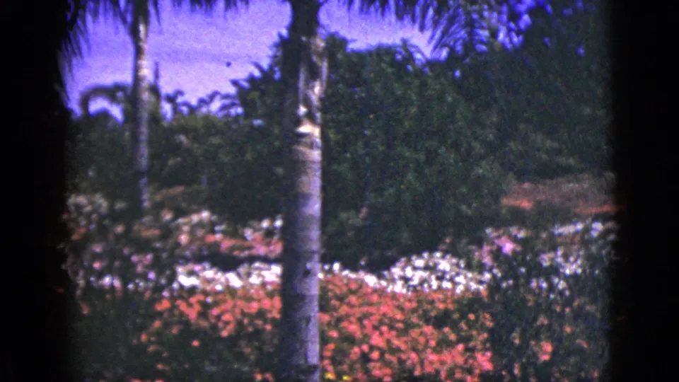 A landscaped Palm Springs garden fills the frame with a palm trunk, hedges, and red, white, and pink flowers on 8mm color film.
