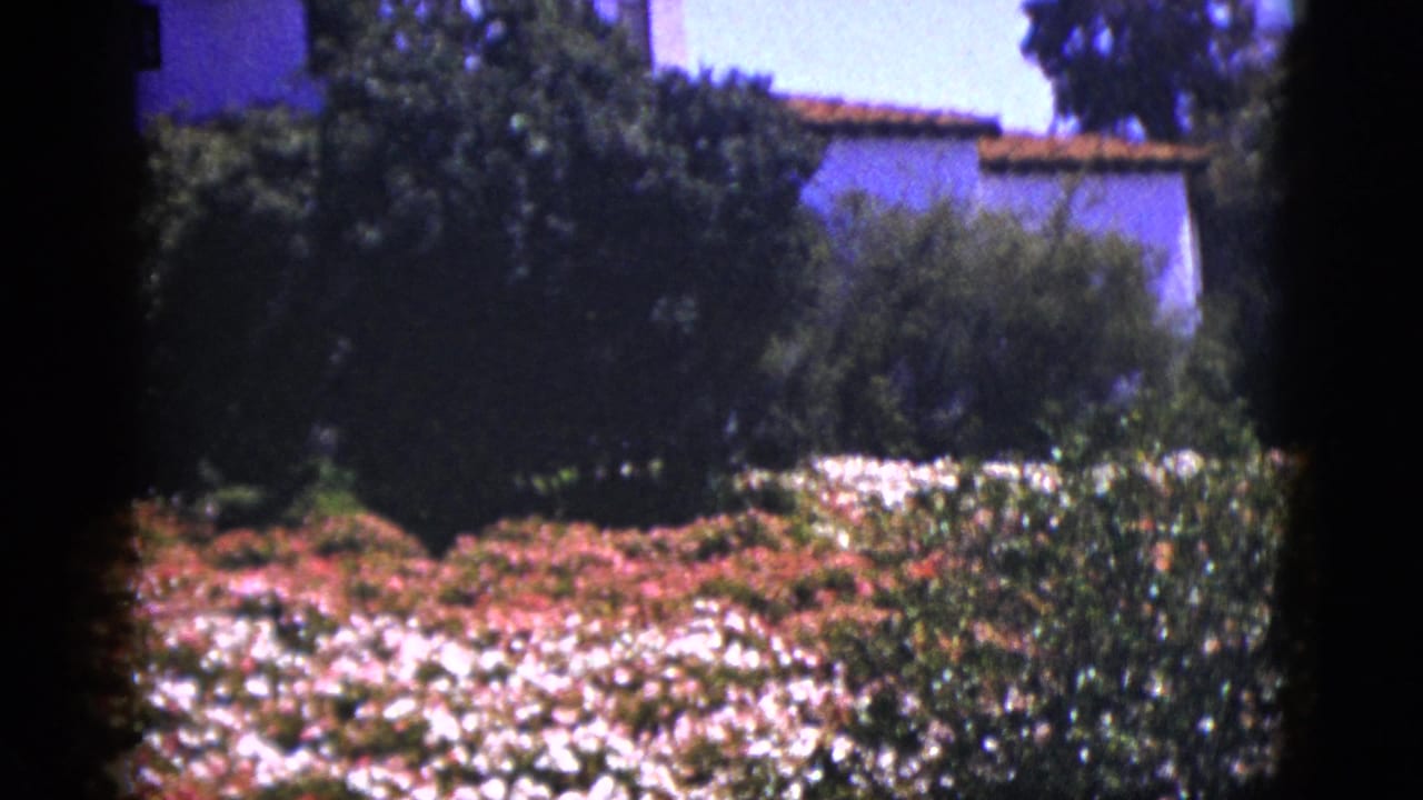 Red and white flowers and green shrubs in front of a white stucco building.