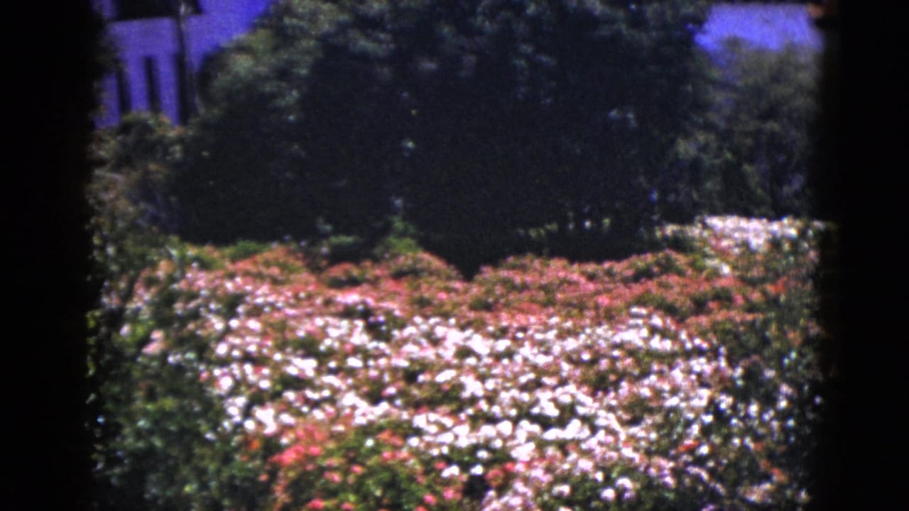 White and pink flower beds bordered by dark hedges and a stucco building.