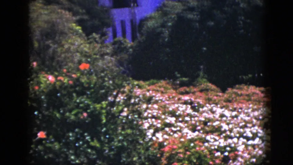 1953 Palm Springs frame with orange blooms, dense green bushes, white flowers, and a partly visible stucco building.