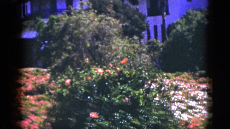 1953 Palm Springs garden frame showing shrubs, orange and white flowers, a narrow path, and a stucco building partly obscured by foliage.