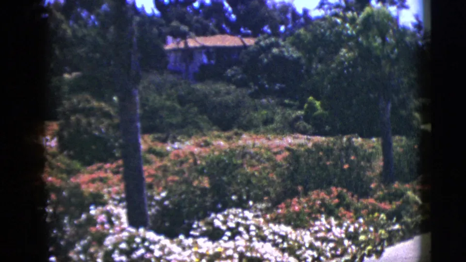 Palm Springs garden view from 1953 with white blossoms, thick shrubs, trees, and a partially obscured stucco residence.