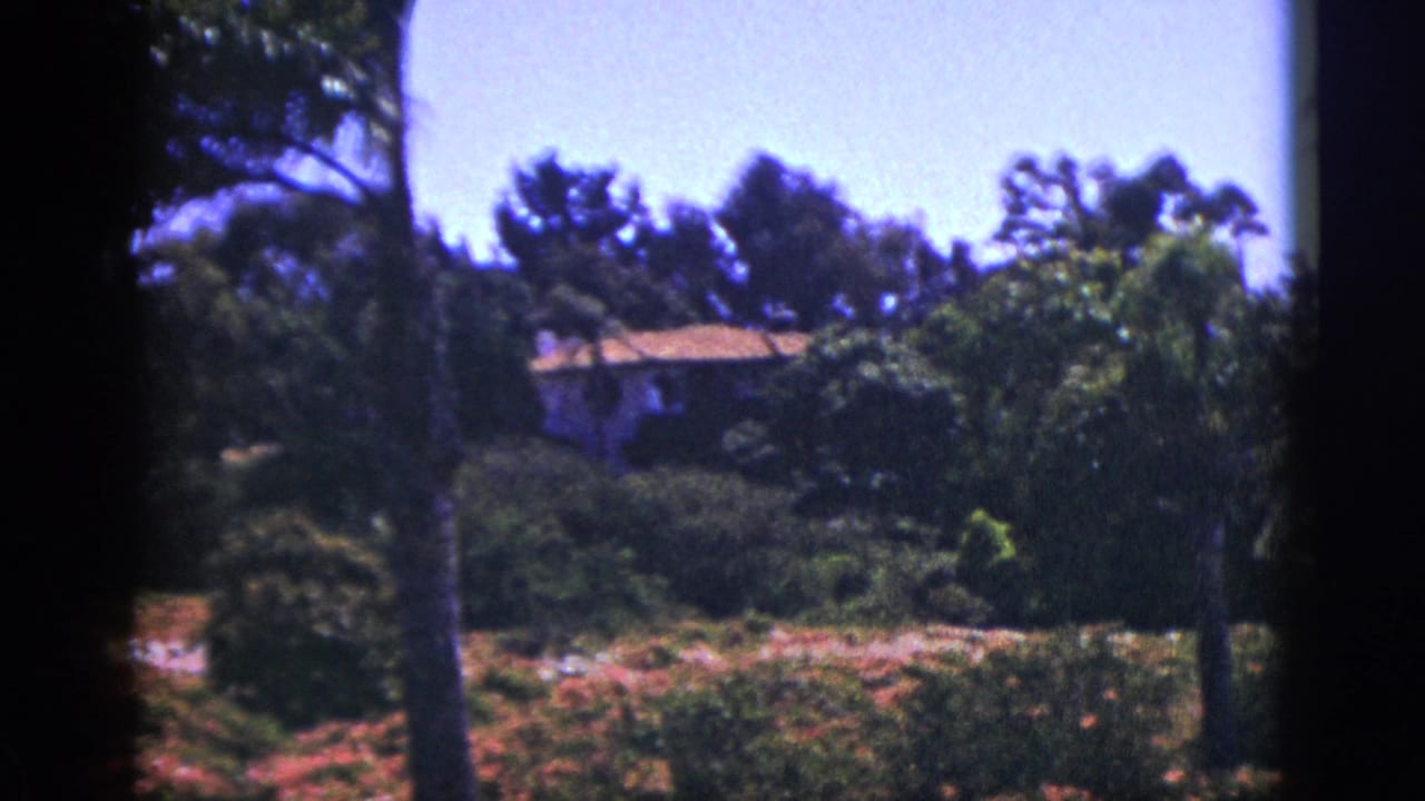 House on a green hillside behind palms, trees, and flowering shrubs.