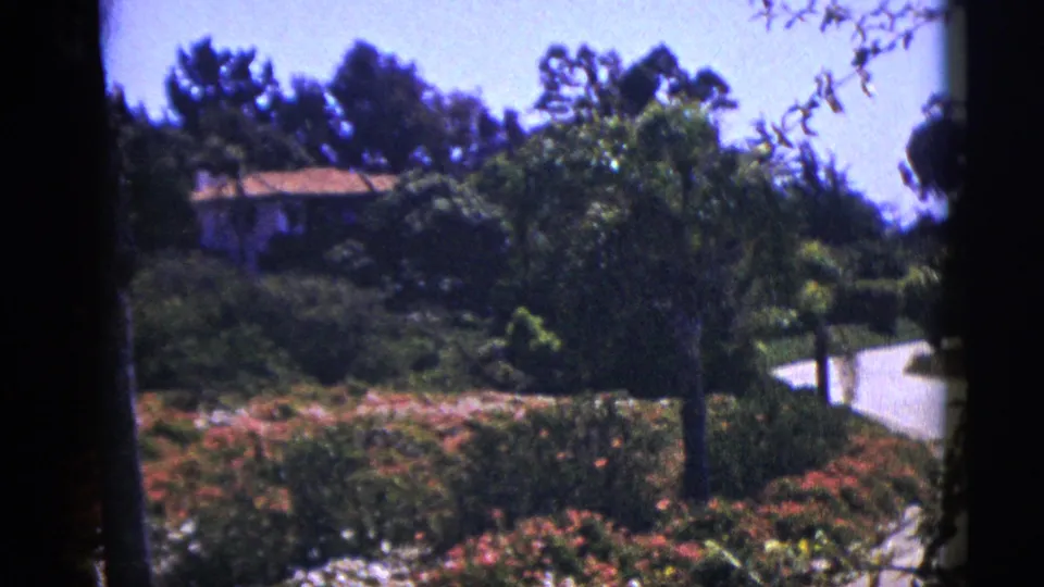 1953 Palm Springs garden scene with flowering shrubs, palms, a partly visible hillside house, and a pale driveway at right.