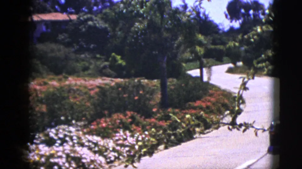 1953 Palm Springs home-movie frame showing a curving driveway bordered by flowering beds, palms, and dense hillside landscaping.