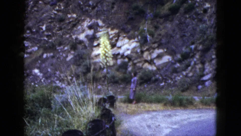 1953 California 8mm frame showing a young person on a dirt path beside rocks, scrub plants, and a tall yellow flower.