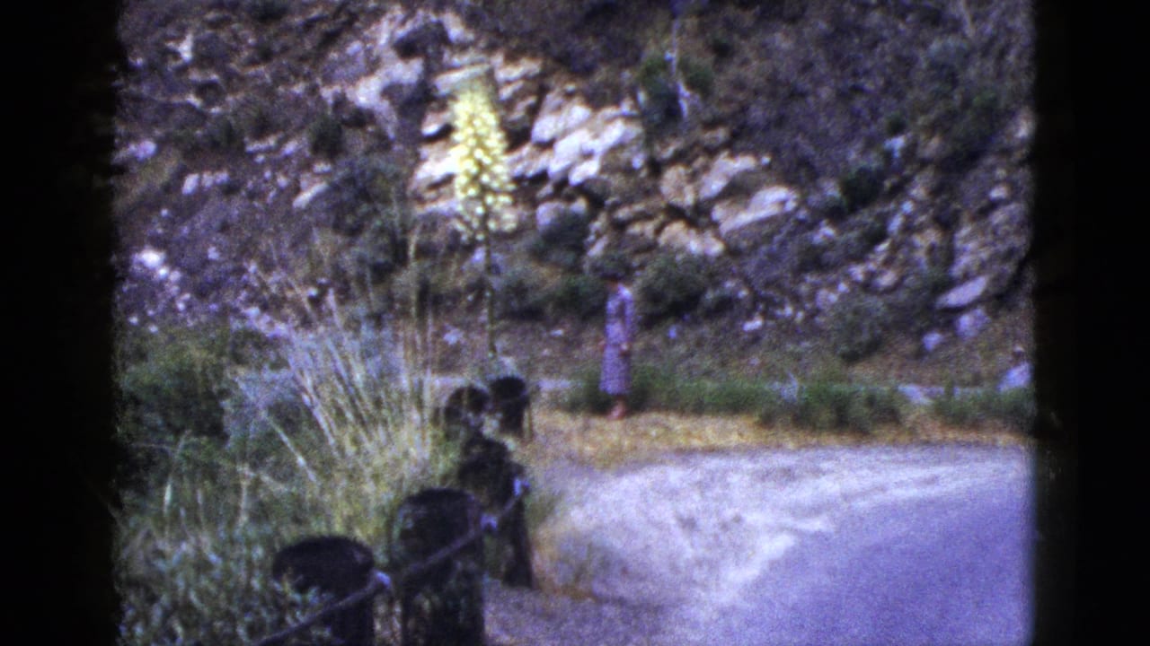A figure stands near a dirt path with rocks, plants, and a tall yellow flower behind them.