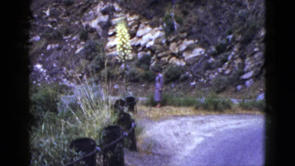 1953 California home-movie frame of a young person near a mountain path, with a yellow flower rising from the rocky slope.