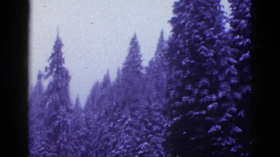 A 1953 8mm travel frame shifts to snowy evergreen trees, likely from the same California journey or reel.