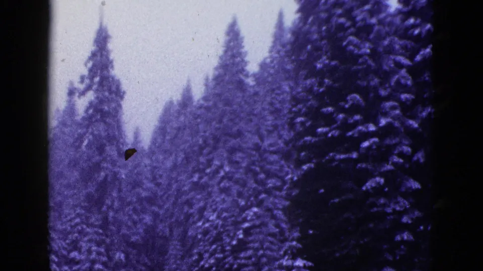 1953 California 8mm frame of tall snow-covered evergreens on a mountain slope, tinted purple by aged film stock.