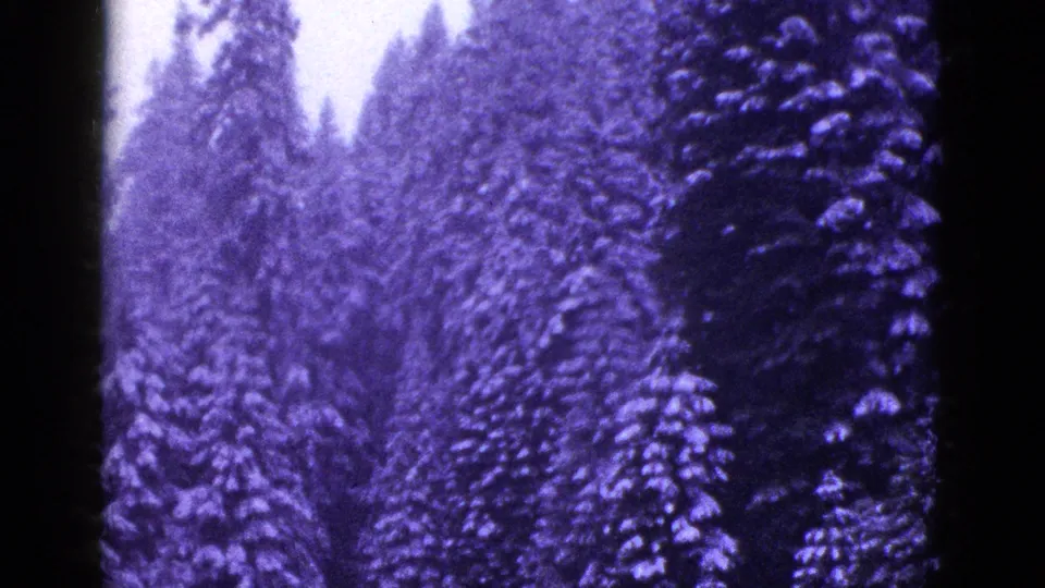 Snow-heavy conifer trees in a California mountain forest, with soft 8mm grain and purple color fading.