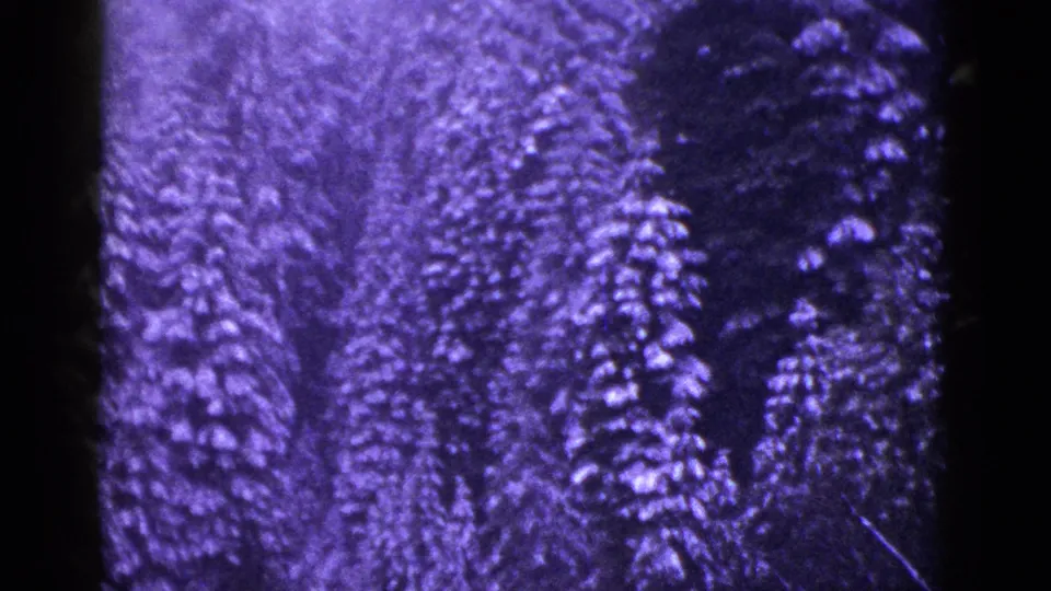 Dense snowy evergreen forest in vintage 8mm footage, with visible frame edge, grain, and mid-century home-movie color shift.
