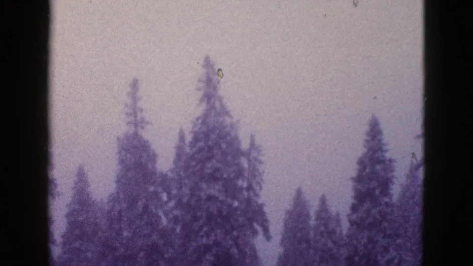 1953 California home-movie frame of snow-dusted evergreen treetops seen through a purple-tinted 8mm film image.