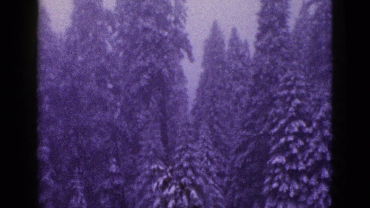 Dense snowy conifer forest with soft focus and dark vertical film border.