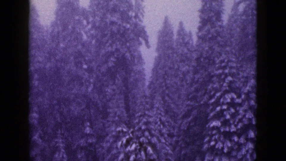 Snow-laden conifer trees in a California winter forest, rendered with faded 8mm color and visible gate edge.