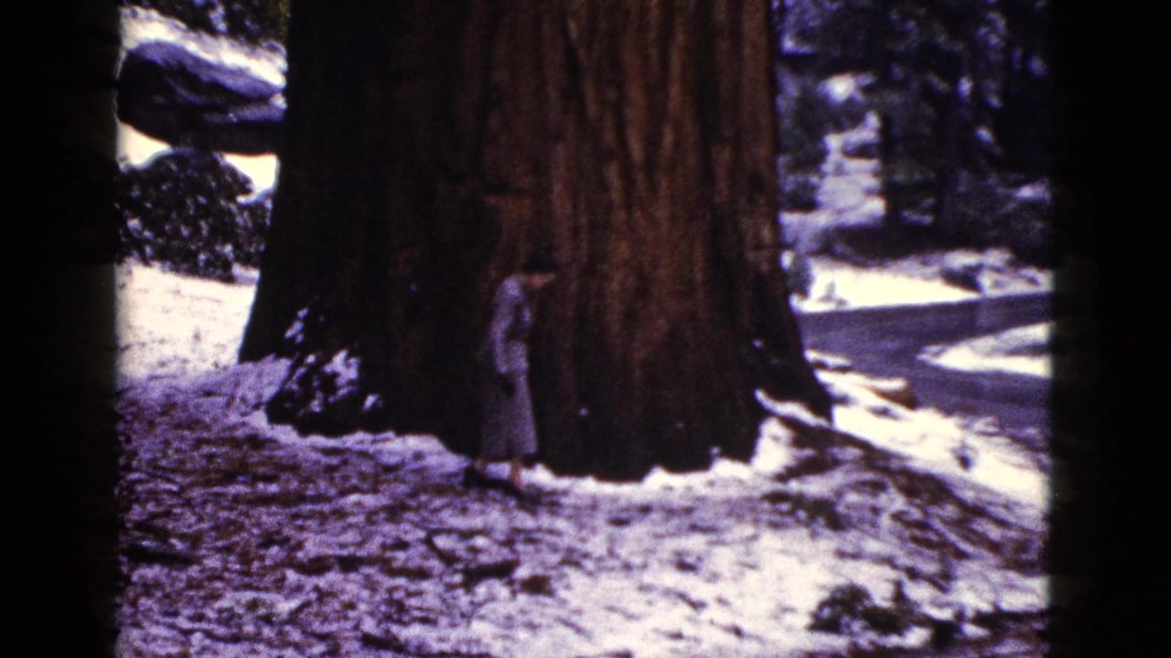 1953 California frame with a woman beside a massive sequoia-like trunk, surrounded by snow and forest shadows.