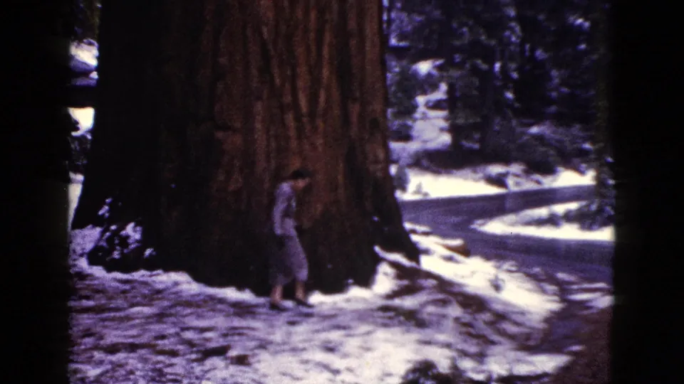 A 1953 California home-movie view of a woman dwarfed by a giant sequoia-like tree trunk beside a snowy road.