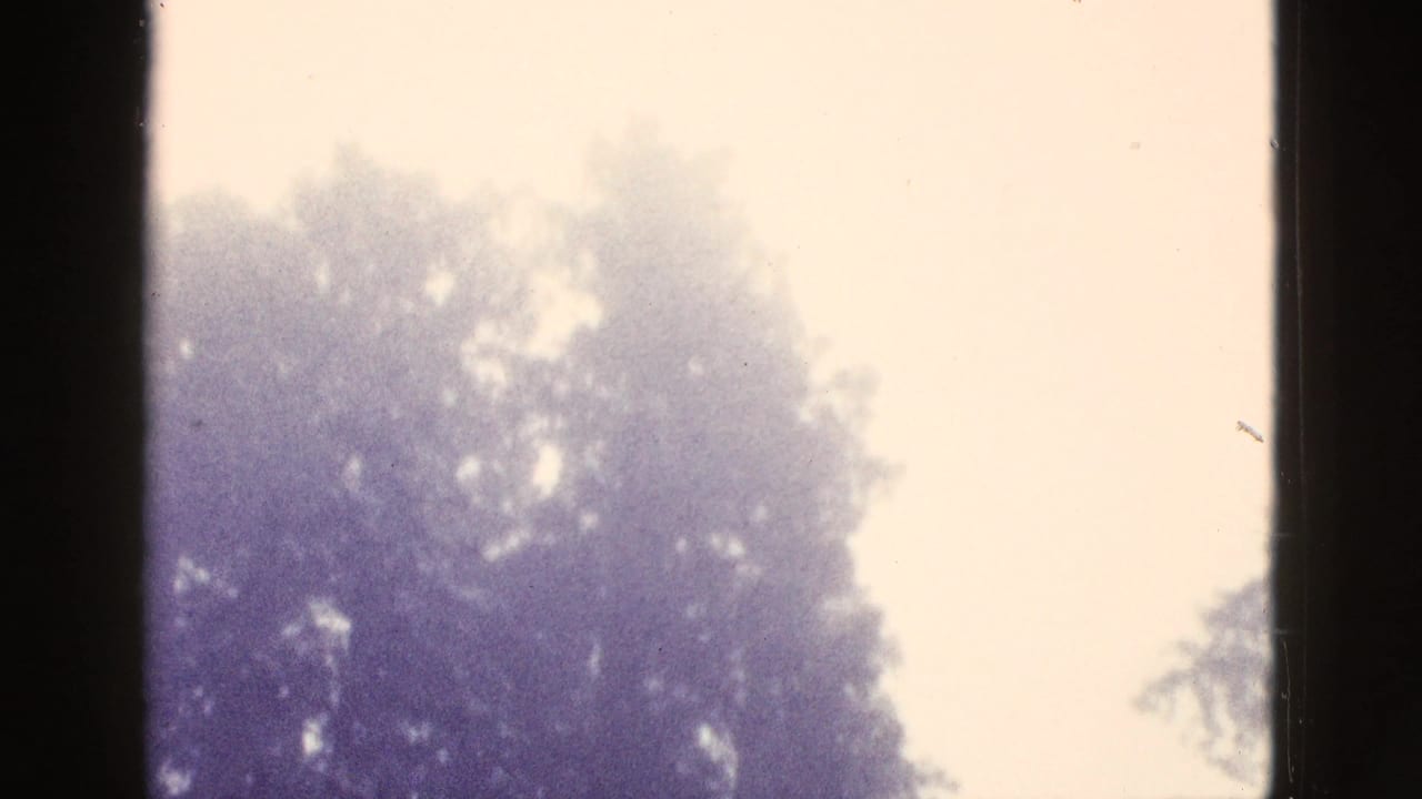 1953 California 8mm frame looking upward at a tall tree canopy against a pale sky with soft focus and purple color shift.