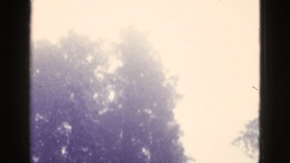 1953 California 8mm frame looking upward at a tall tree canopy against a pale sky with soft focus and purple color shift.