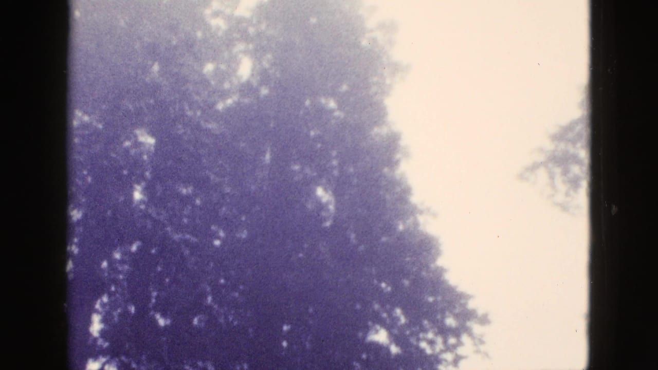Upper tree canopy fills the frame beside pale sky and dark film gate edges.