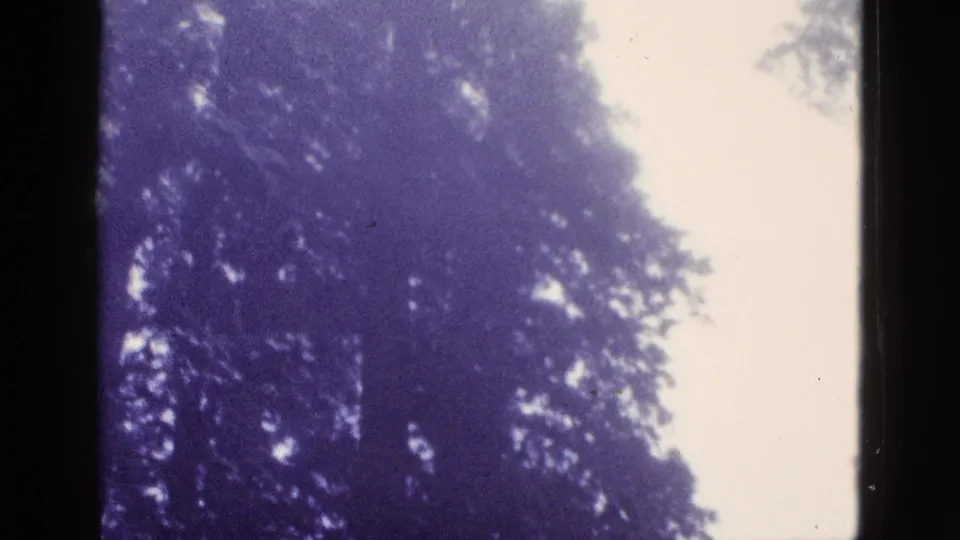 1953 California 8mm frame showing the lower portion of a tall tree, leafy branches, and pale sky with aged color shift.