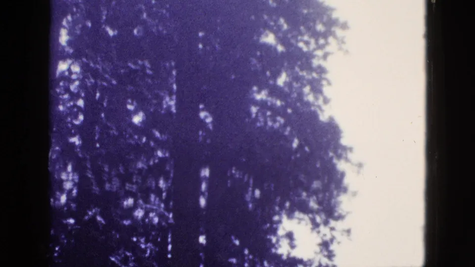 1953 California 8mm frame of a large tree with dense foliage and a pale sky, softened by grain and purple aging.