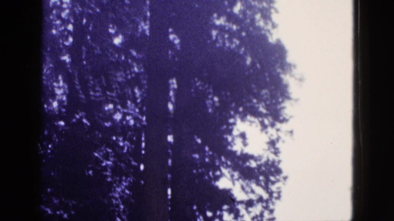 Dark evergreen trees silhouetted against a bright sky with a purple-blue film tint.
