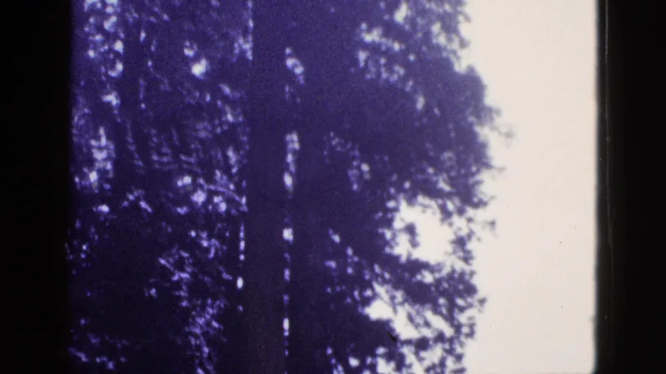 1953 California 8mm frame showing tall evergreen silhouettes and bright sky with strong purple-blue color cast.