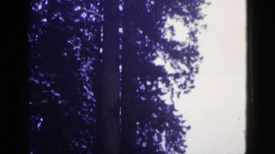 1953 California forest view with a massive tree trunk, dark canopy, and bright sky on purple-tinted 8mm film.