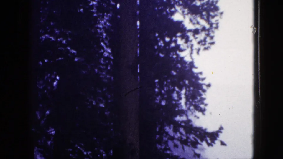 Purple-tinted 1953 California 8mm frame with evergreen trunks and branches silhouetted beside a bright sky opening.