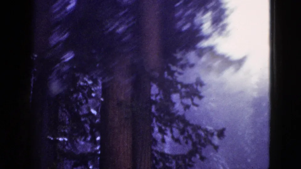 1953 California 8mm frame showing a blurred upward view of a large tree, evergreen canopy, bright sky, and possible distant hillside.