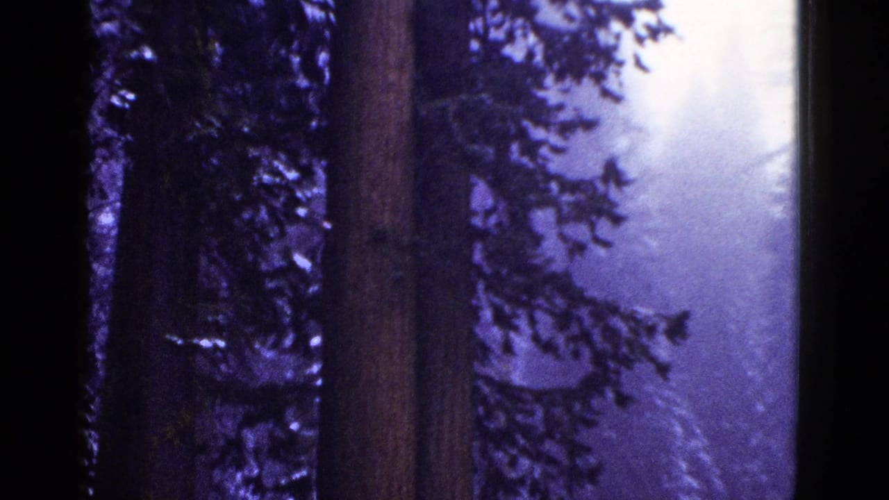 1953 California home-movie frame showing large evergreen trunks, snow patches, and a wet road curving through a dim forest.