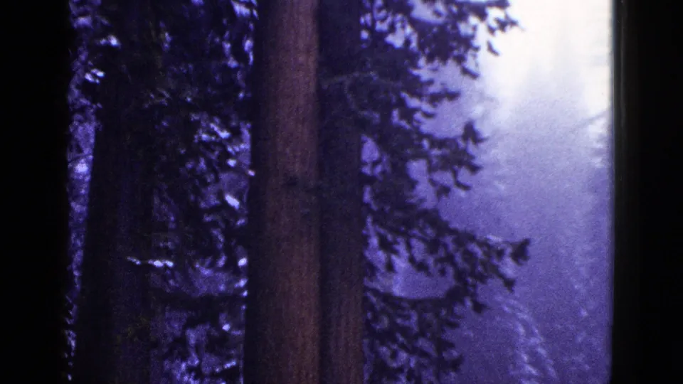 1953 California home-movie frame showing large evergreen trunks, snow patches, and a wet road curving through a dim forest.