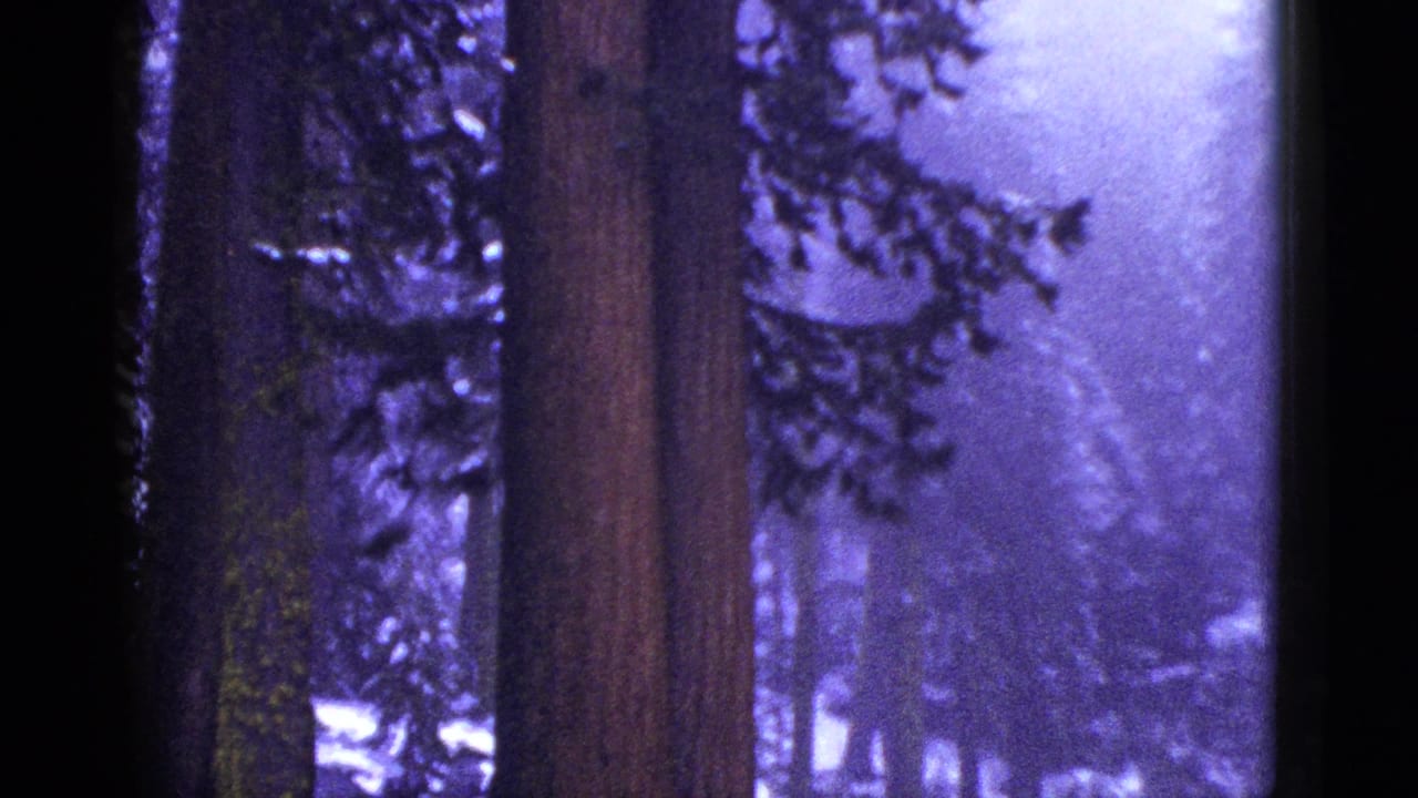 Dark tree trunks and branches with snowy ground near a wet road.