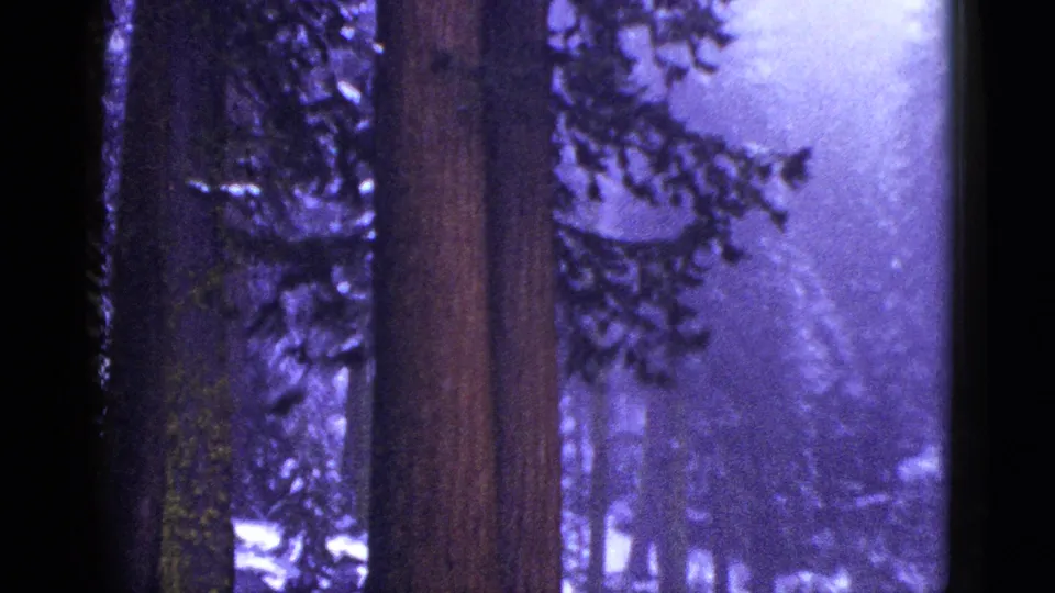 1953 California 8mm frame with tall forest trunks, snow along the roadside, and dim winter light through branches.